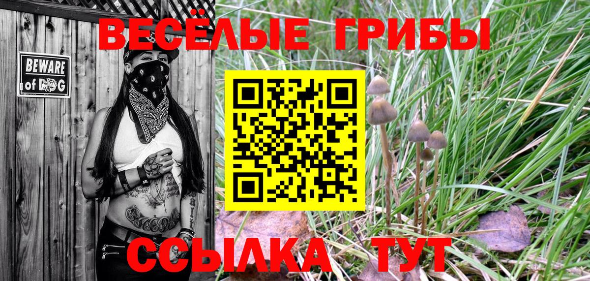 Псилоцибиновые грибы Psilocybine cubensis Лабинск